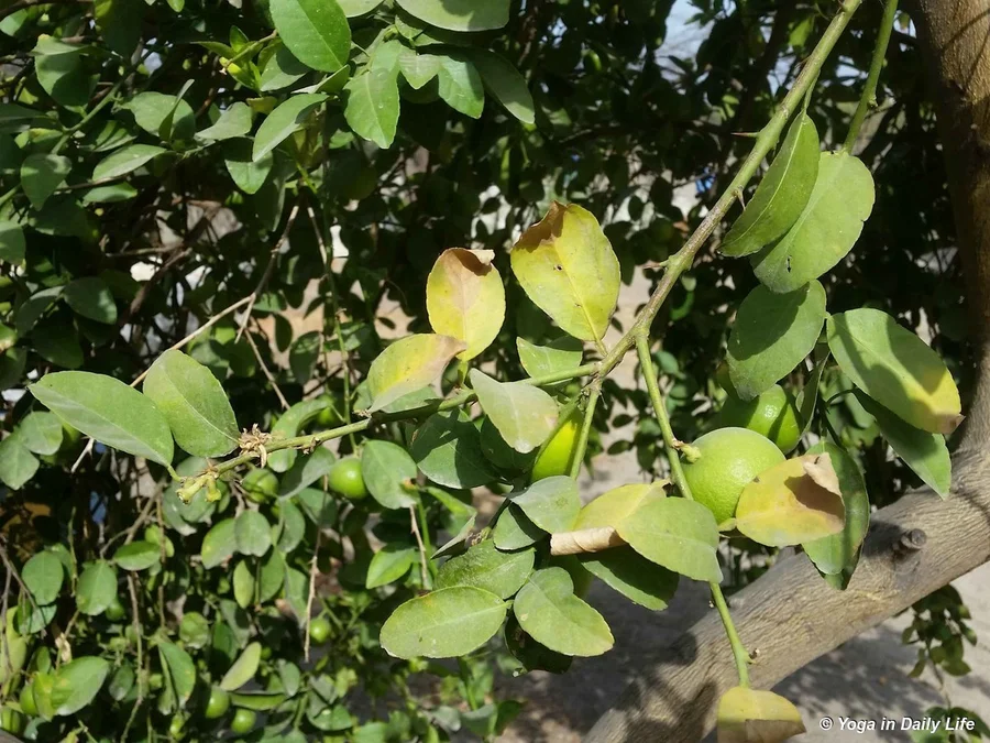 Signs of heat stress on edges of lemon tree leaves